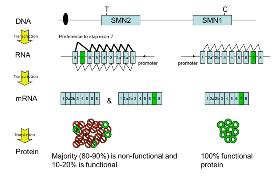 Genes SMN1 y SMN2. Atrofia Muscular Espinal