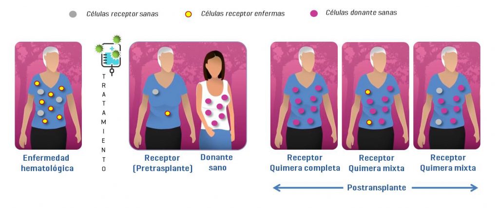 Estudios de quimerismo. Trasplante células madre