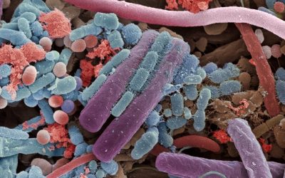 La importancia de detectar las especies bacterianas en un ensayo de microbiota intestinal