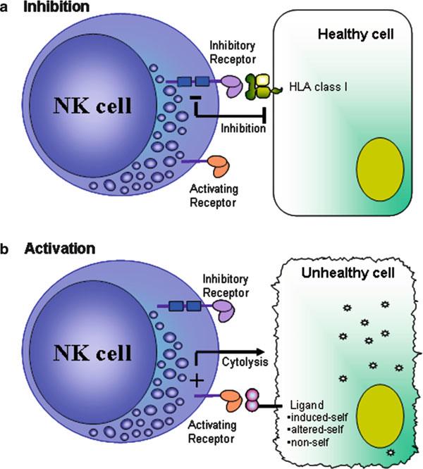 CÉLULAS NK Y RECEPTORES KIR (Parte I)