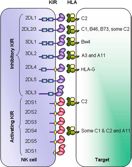 Células NK. Receptores KIR y HLA