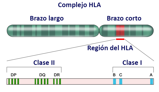 antígeno HLA-B27