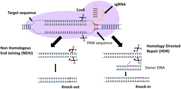 Sistema CRISPR cas9