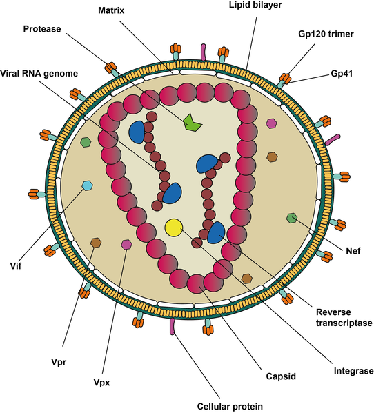 infeccion por hiv