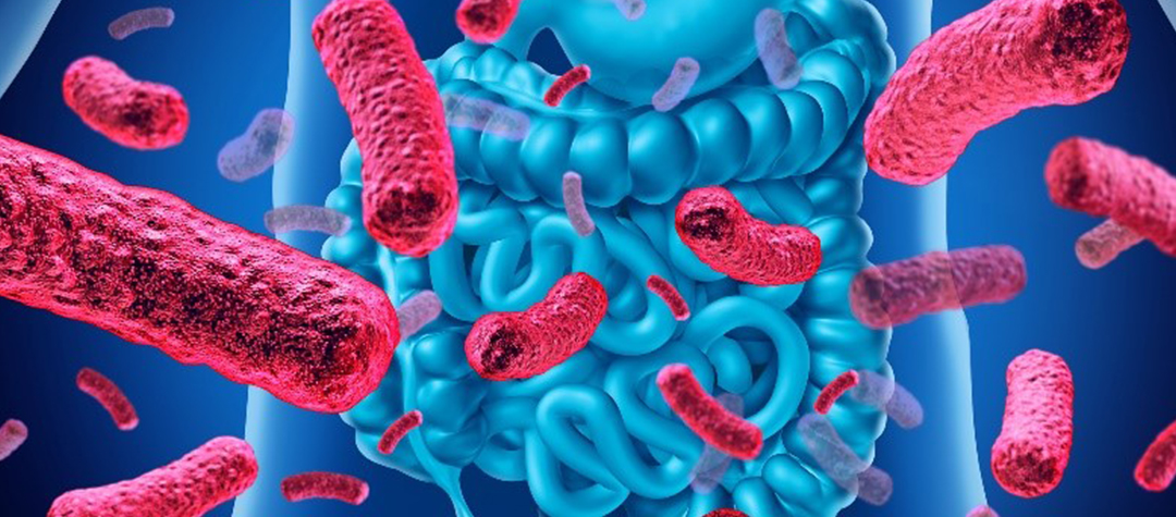 Microbiota y sus funciones