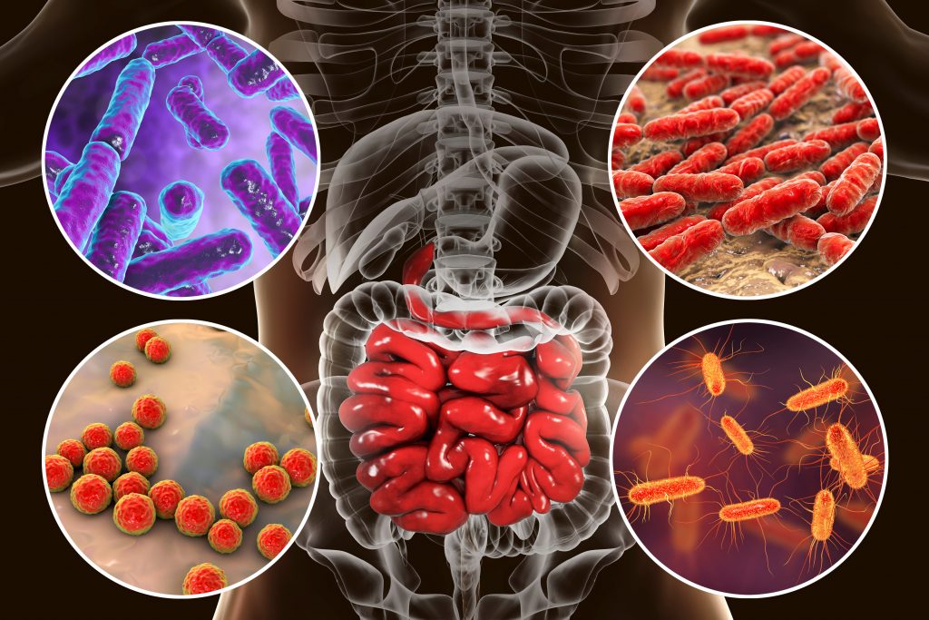 microbiota intestinal dieta