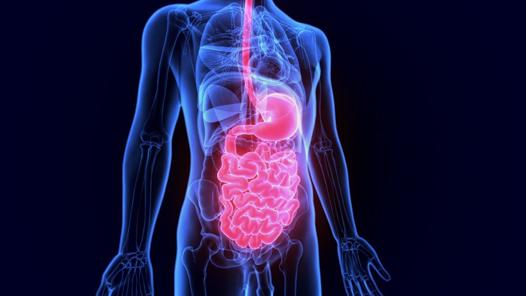 microbiota intestinal y cerebro 
