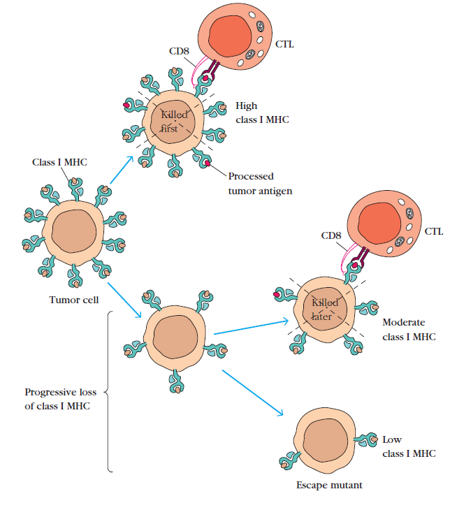 Respuesta inmune frente al cancer