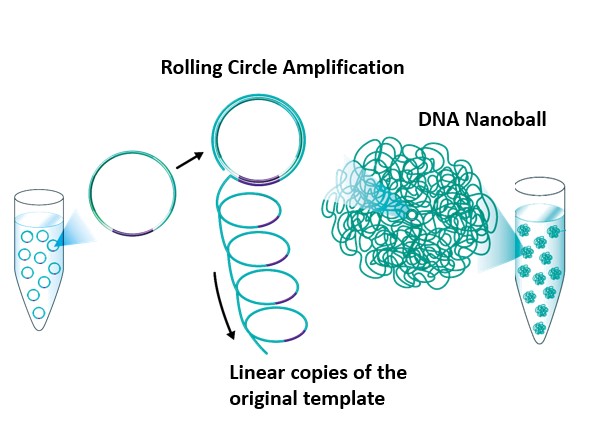 Generación de DNB (nanobolas de ADN)