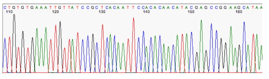 Cromatograma Secuenciacion genomas Sanger