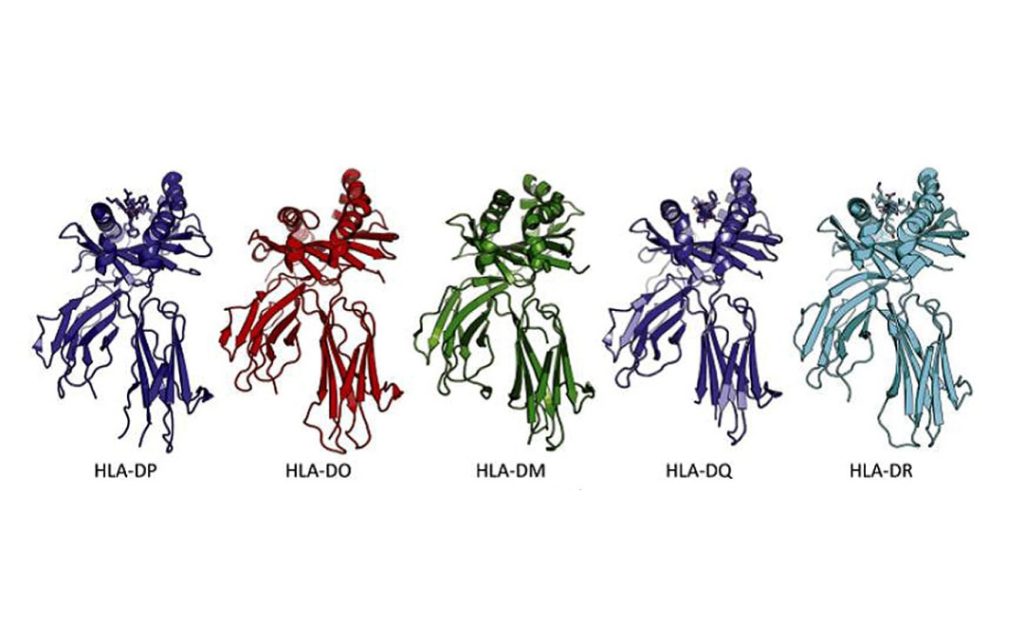 Moleculas HLA-II