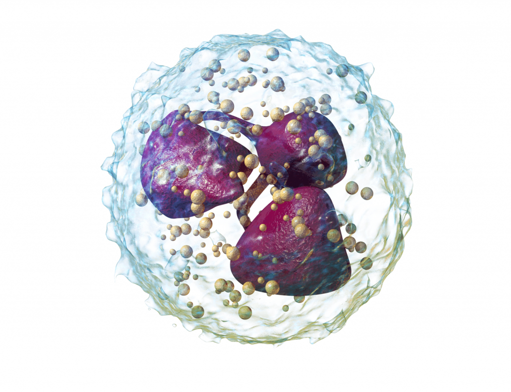 Representación 3D de un neutrofilo. Influencia HLA HNA en Covid