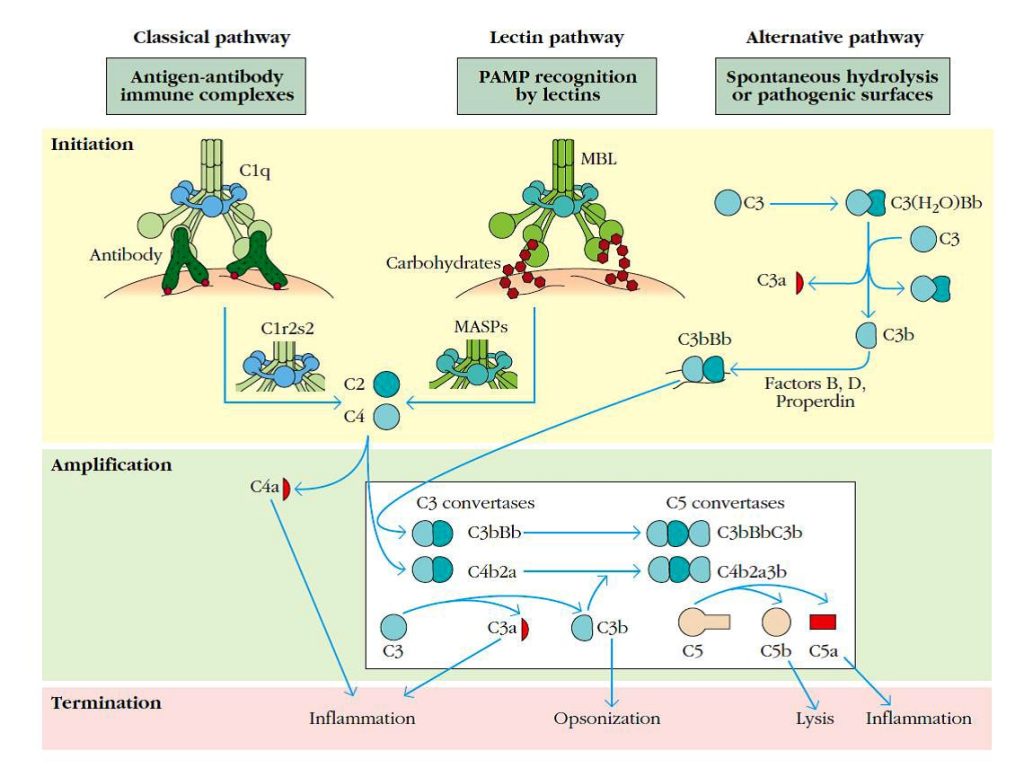 sistema del complemento se puede activar por tres vias para generar las convertasas C3 y C5
