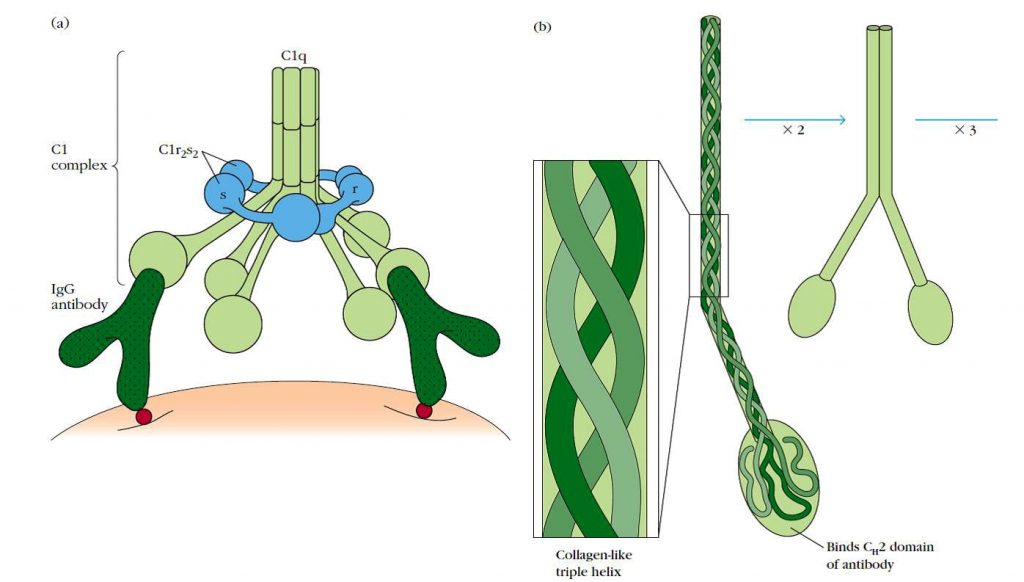 Estructura del complejo macromolecular C1