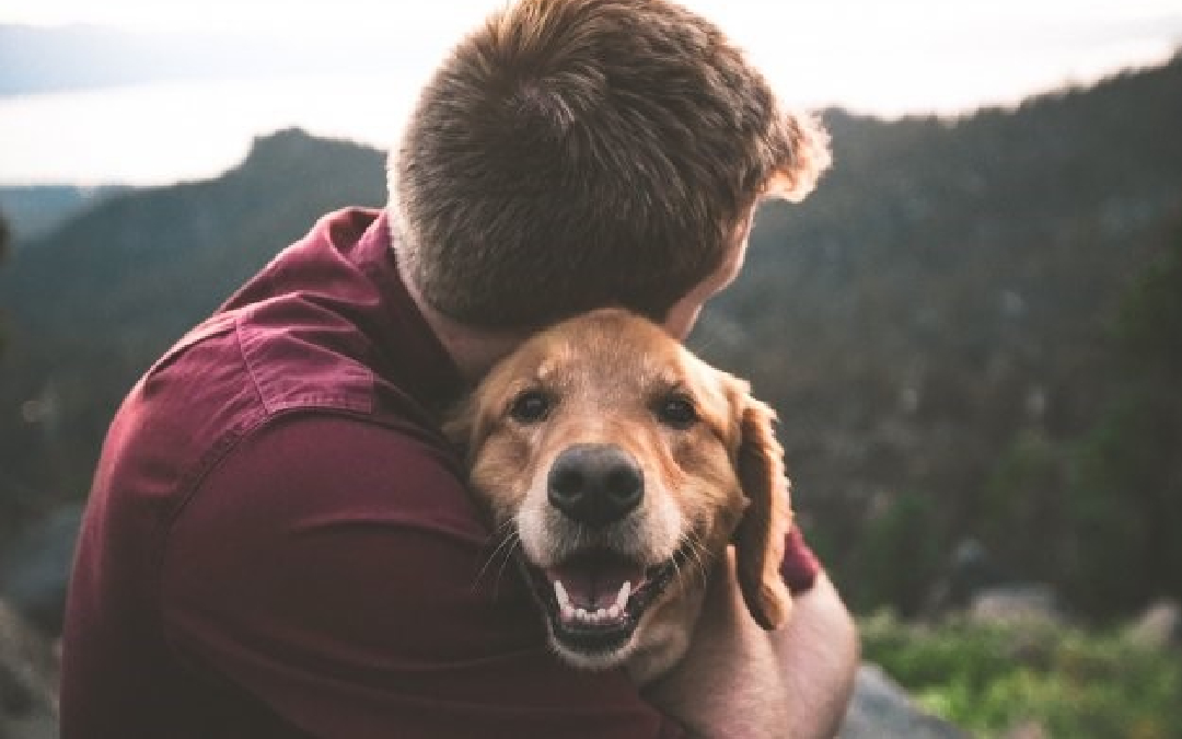 qué pueden detectar los perros de servicio