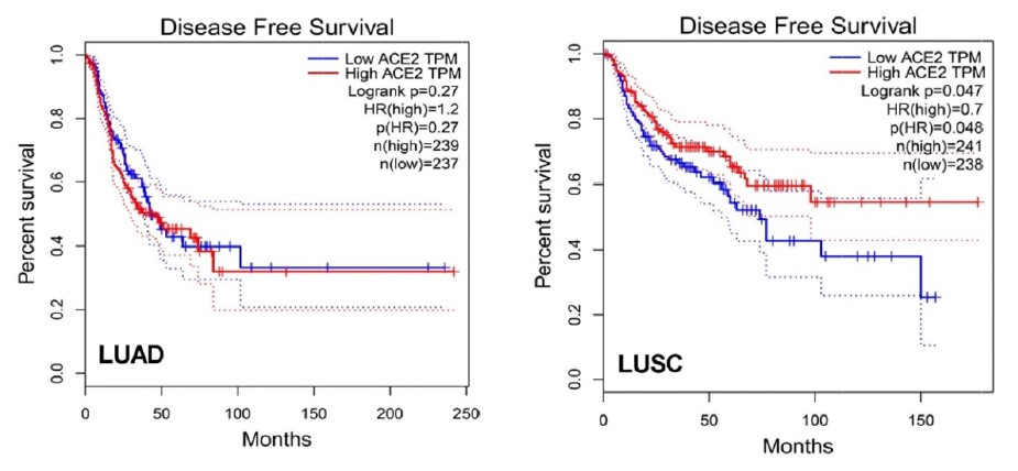 Supervivencia libre de enfermedad en LUAD y LUSC donde se observa una evolucion clinica más favorable en los tumores con sobreexpresion de ACE2 en LUSC