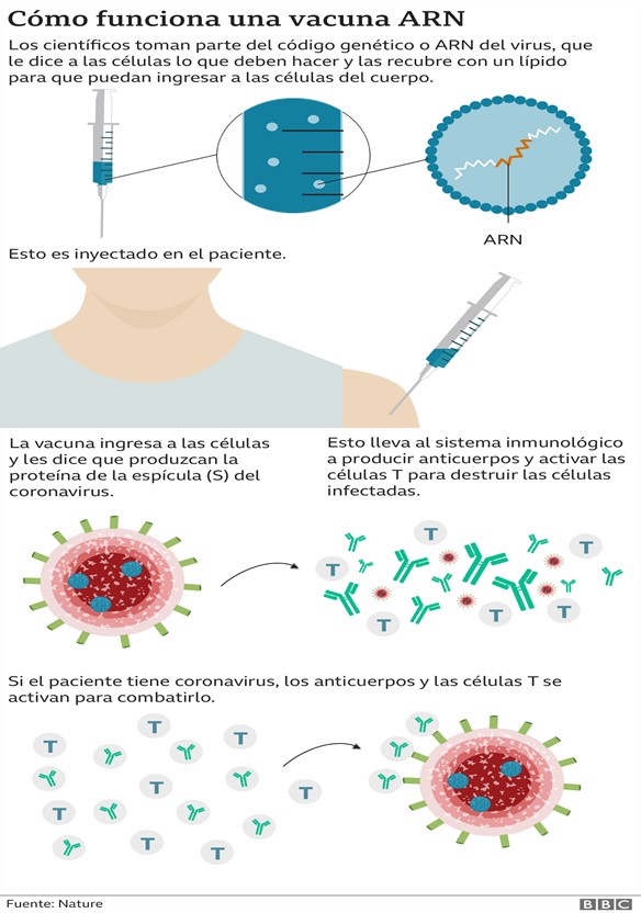 cómo funciona una vacuna arn