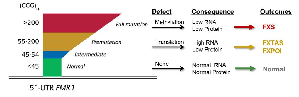 repeticiones cgg gen fmr1