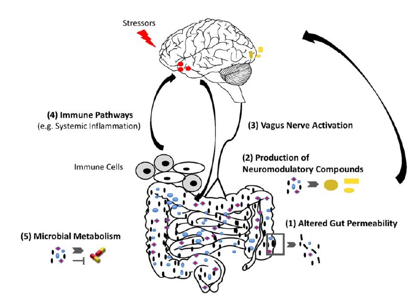 Comunicación bidireccional microbioma-cerebro 