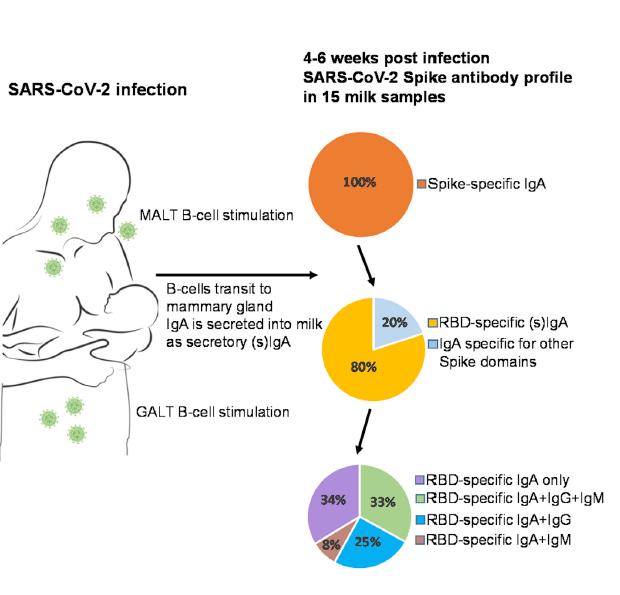 Infección Sars CoV 2 transmisión vertical