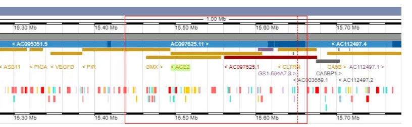 Representación del gen ACE2 (EMBL) 