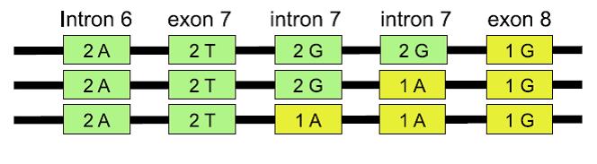 Estructura de los genes híbridos encontrados en el estudio de Niba et al. (2020)