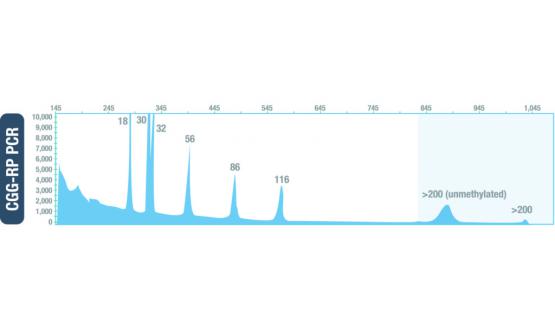 Resultado del control Amplidex PCR FMR1