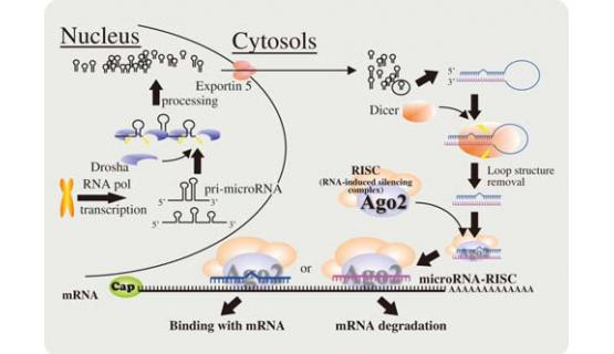 Purificación microRNA - Proceso biológico