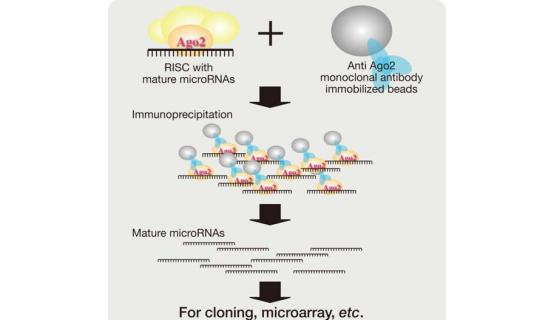 Purificación microRNA - Protocolo